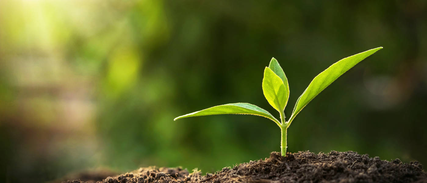 Schöpfung und Evolution